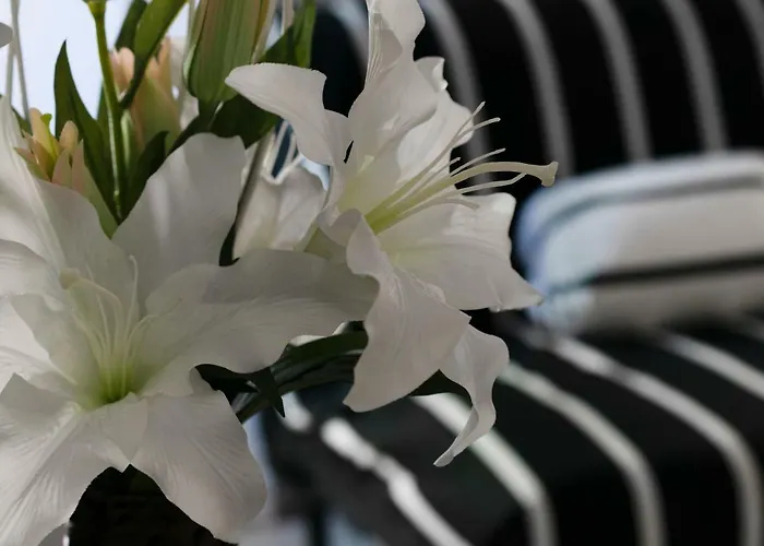 Merulana Star Róma